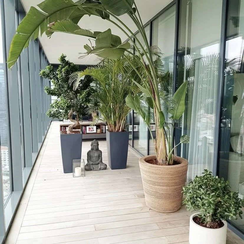 Indoor balcony with large potted plants, including a banana plant, a palm, and a smaller plant in a white pot, with a Buddha statue and candles on the floor, glass walls, and reflections from the city outside.