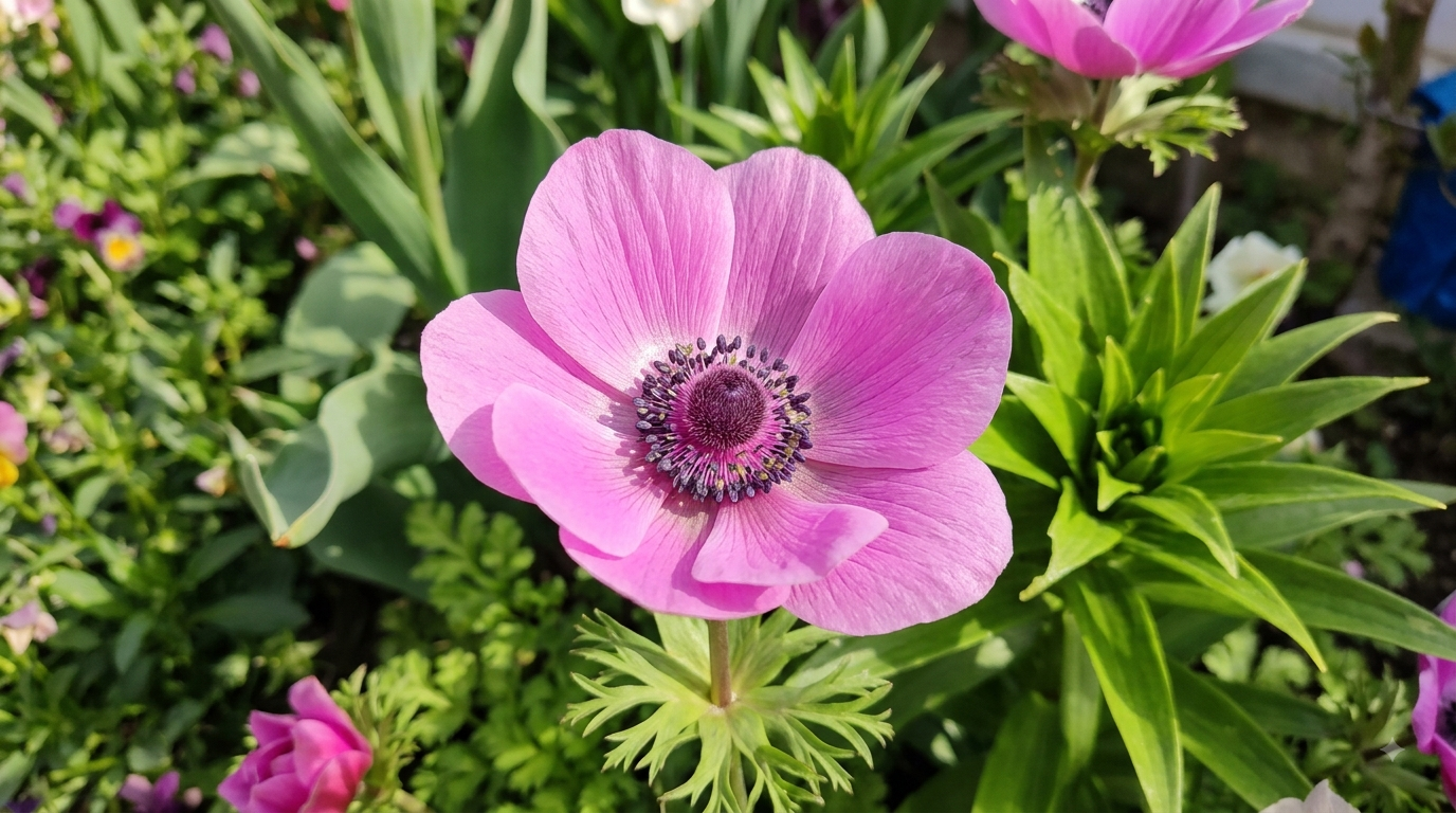 Close-up of a pink flower with a dark center and green leaves surrounding it in a garden.