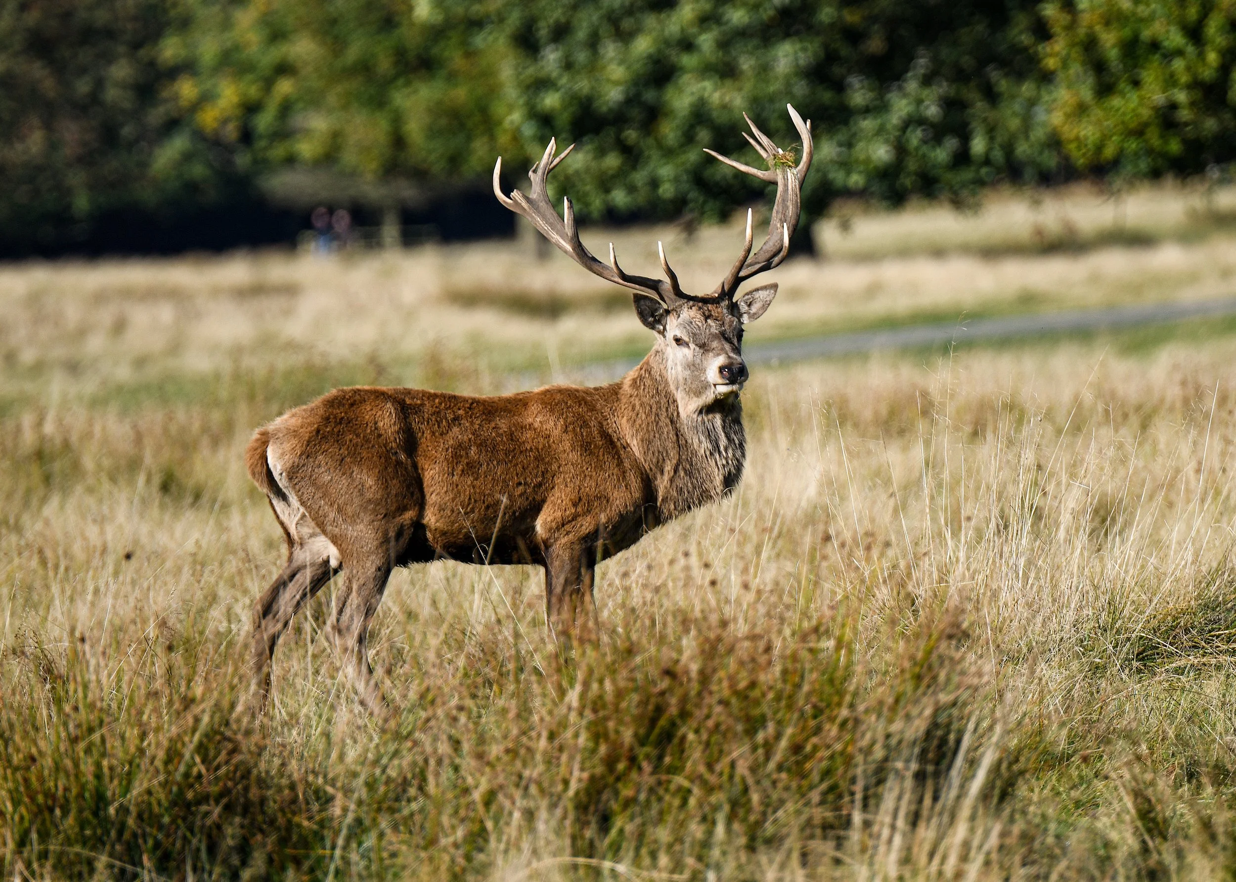 A large stag with antlers standing in tall grass in a natural landscape.