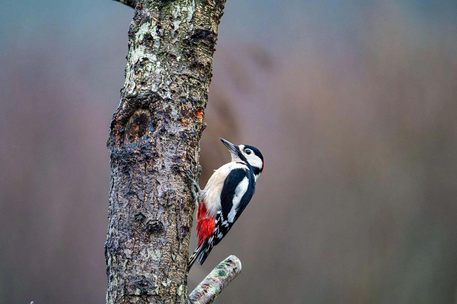 A woodpecker perched on a tree trunk with a blurry background.