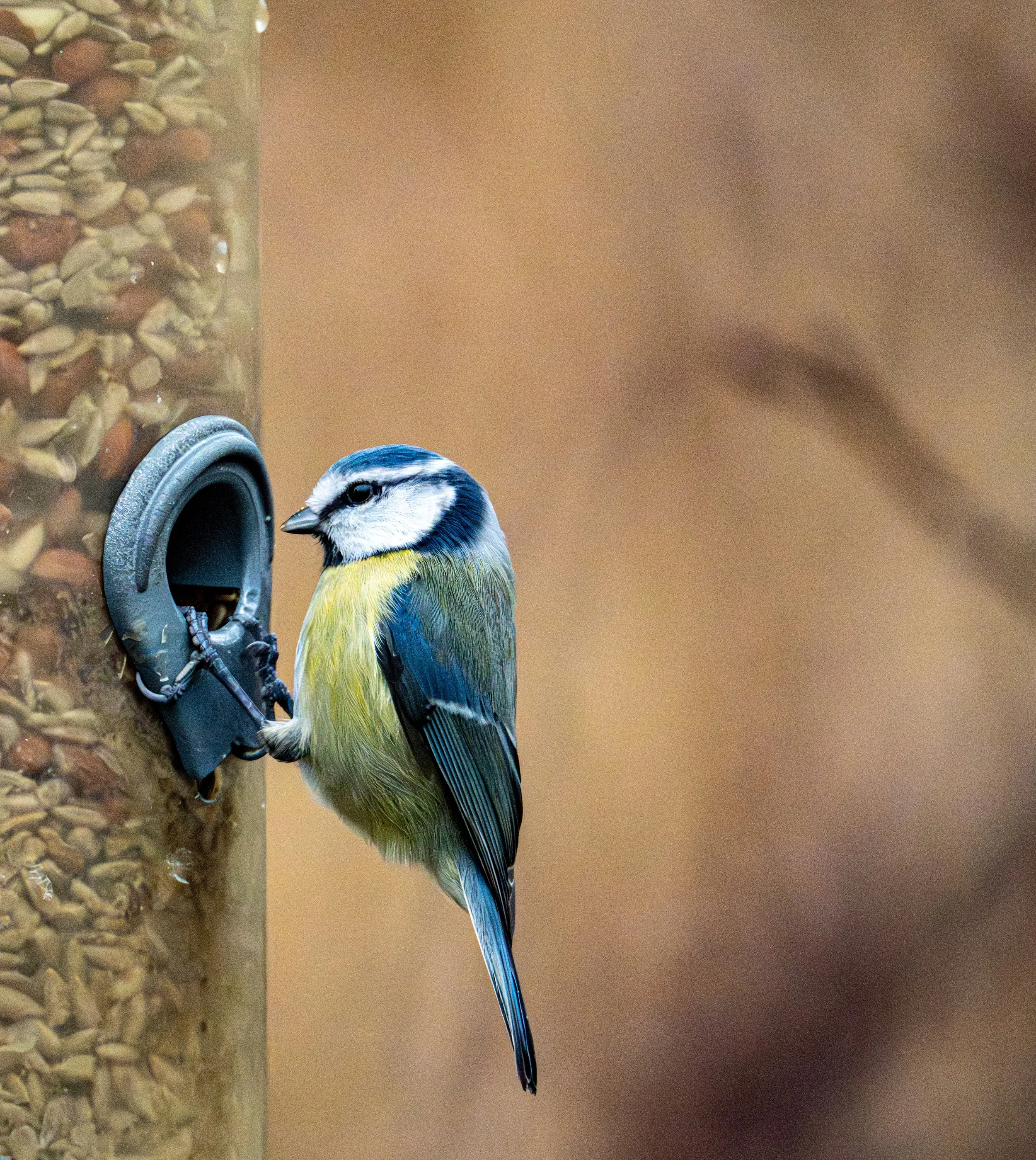 A blue and yellow bird perched on a bird feeder filled with seeds.