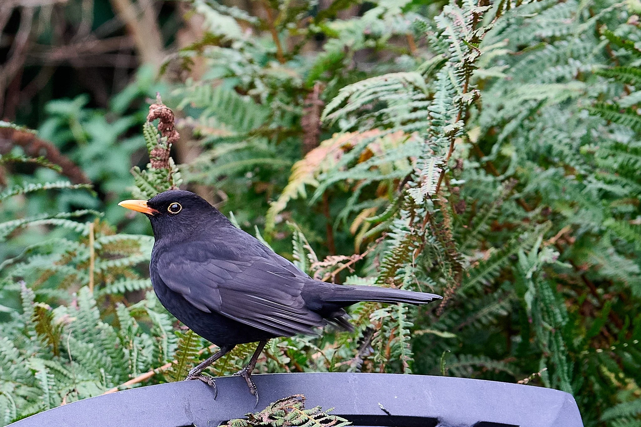 Black bird with orange beak sitting on a gray surface outdoors with green fern plants in the background.