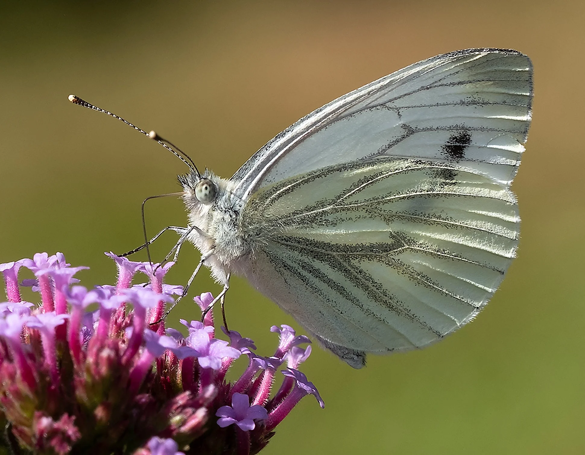 A close-up of a white butterfly with patterned wings perched on purple flowers.