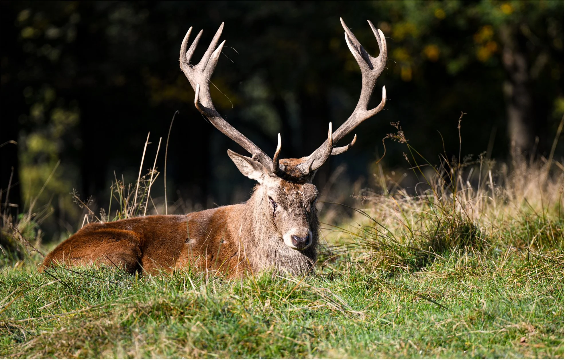 Defeated Majesty.jpg