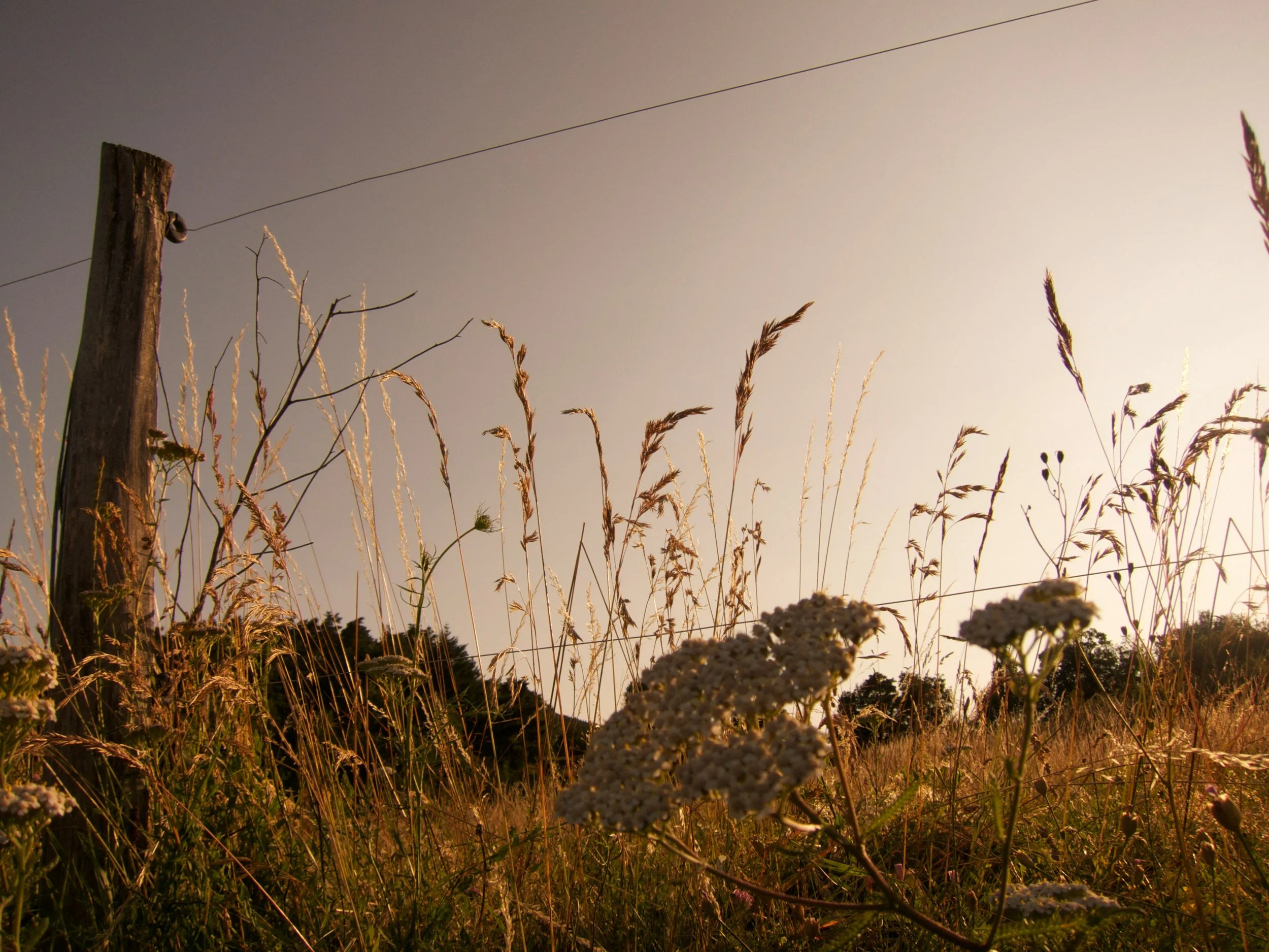 Close-up of wildflowers and tall grasses in a field at sunset, with a utility pole and power lines in the background.