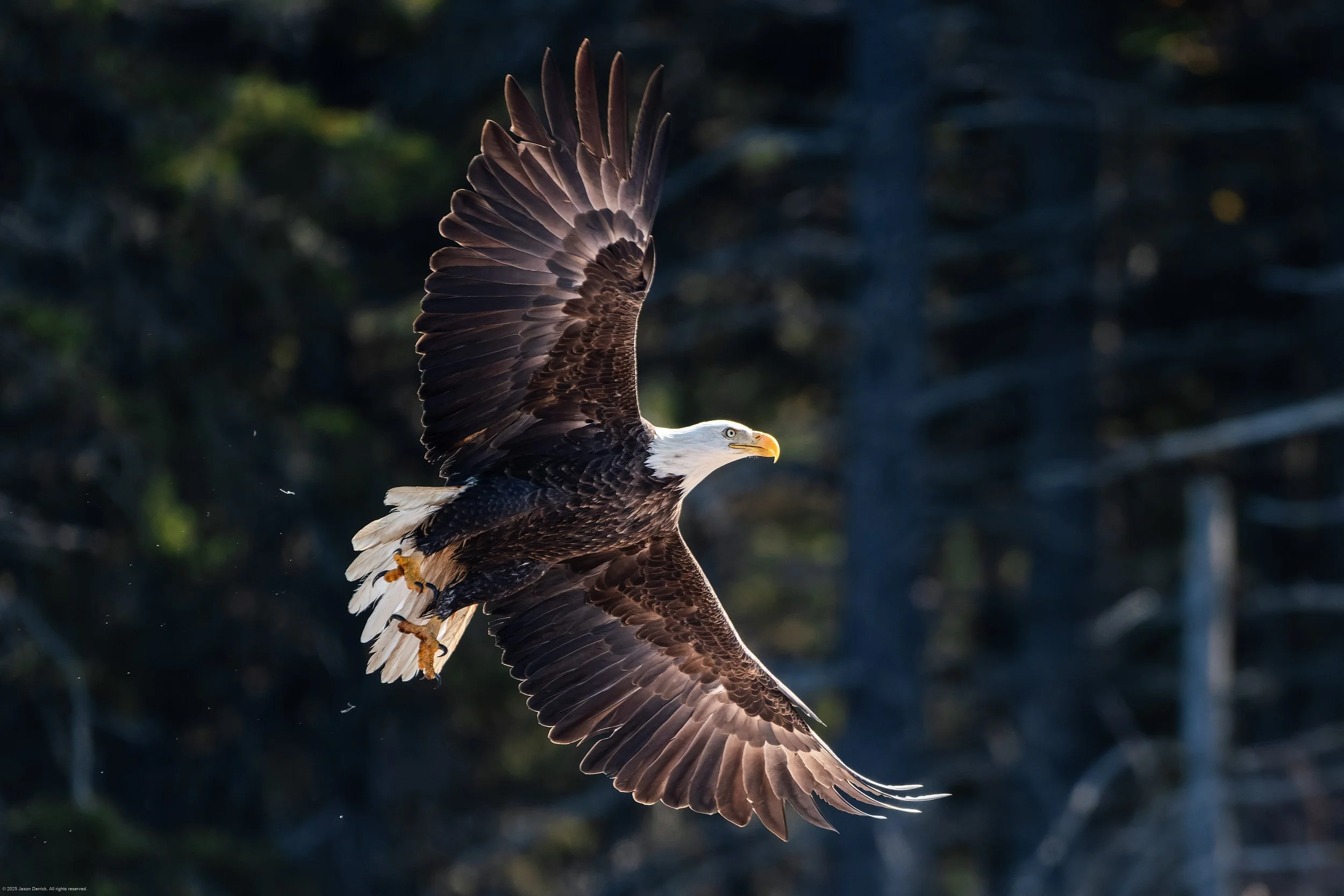 bald-eagle-flight-20240919.jpg