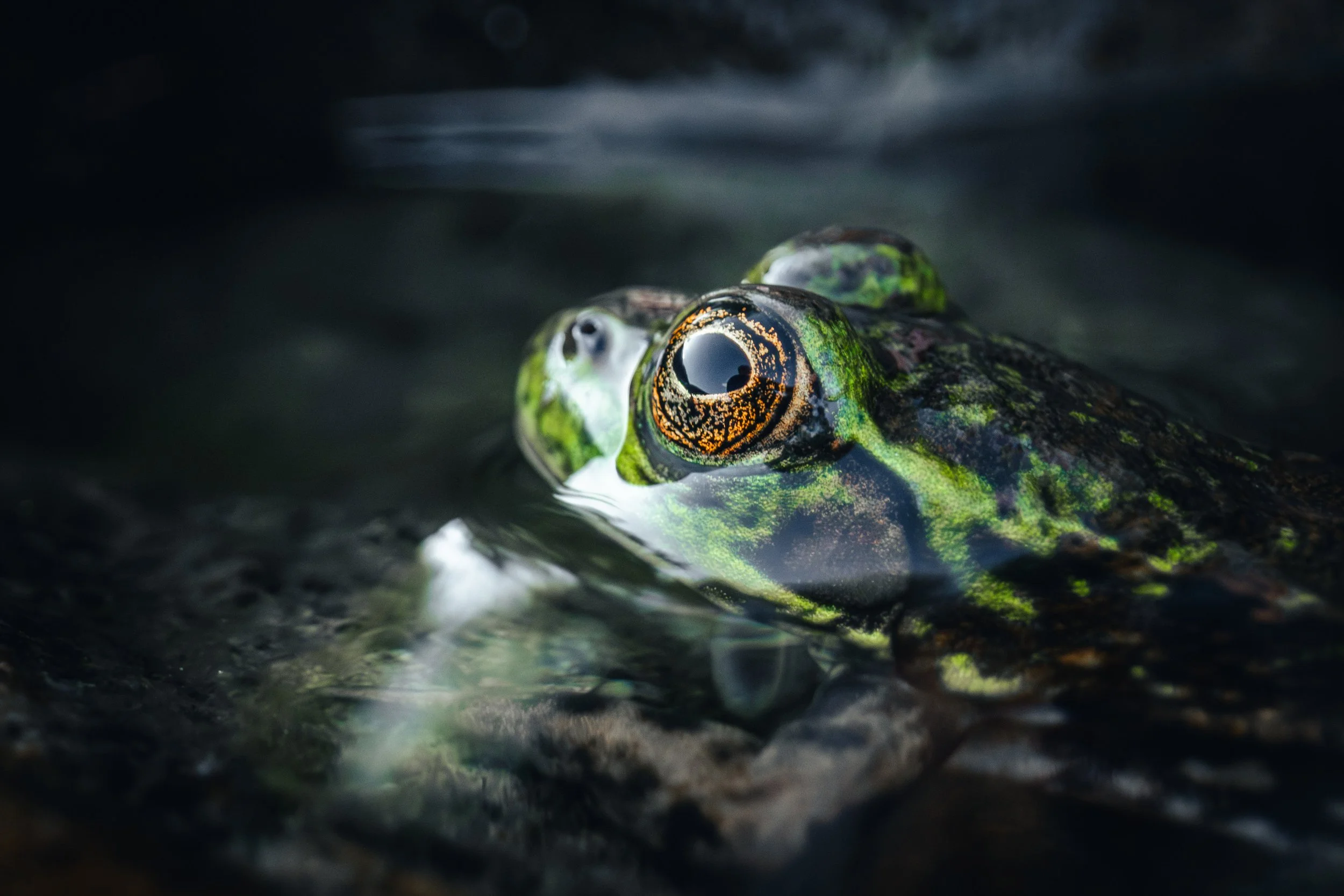 frog-eye-closeup-20250723.jpg