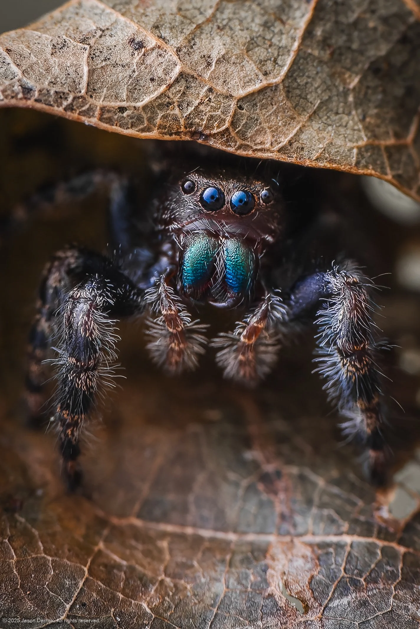 bold-jumping-spider-under-leaf-20230922.jpg