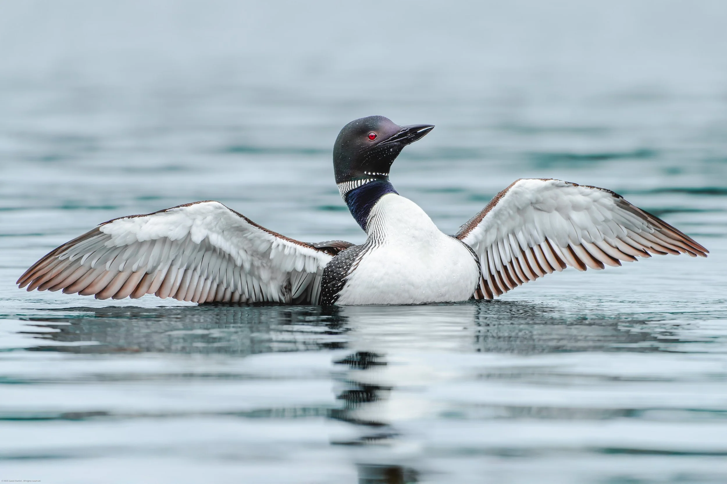common-loon-wings-outstretched-20240523.jpg