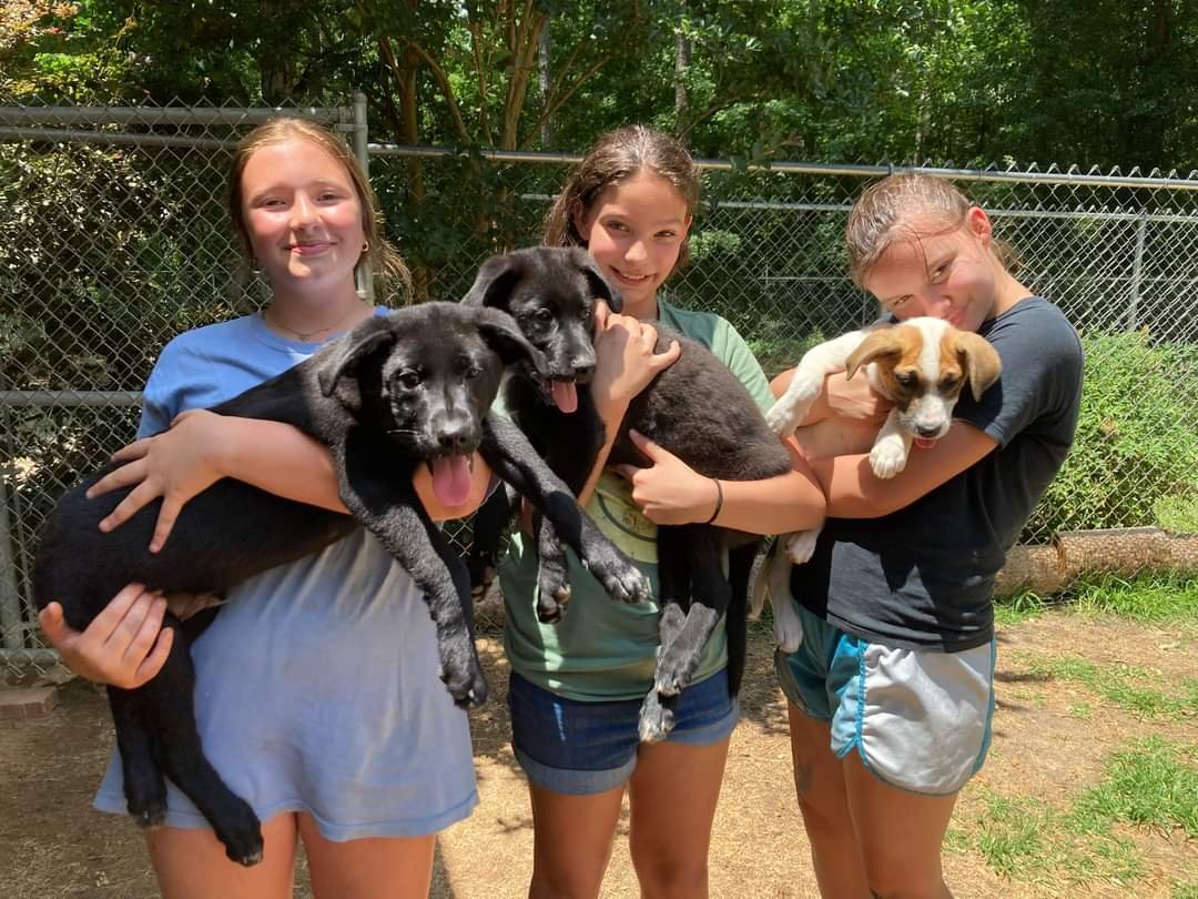 Three young girls at an outdoor kennel or park, each holding a puppy. The girls are smiling and the puppies are playful with their tongues out.