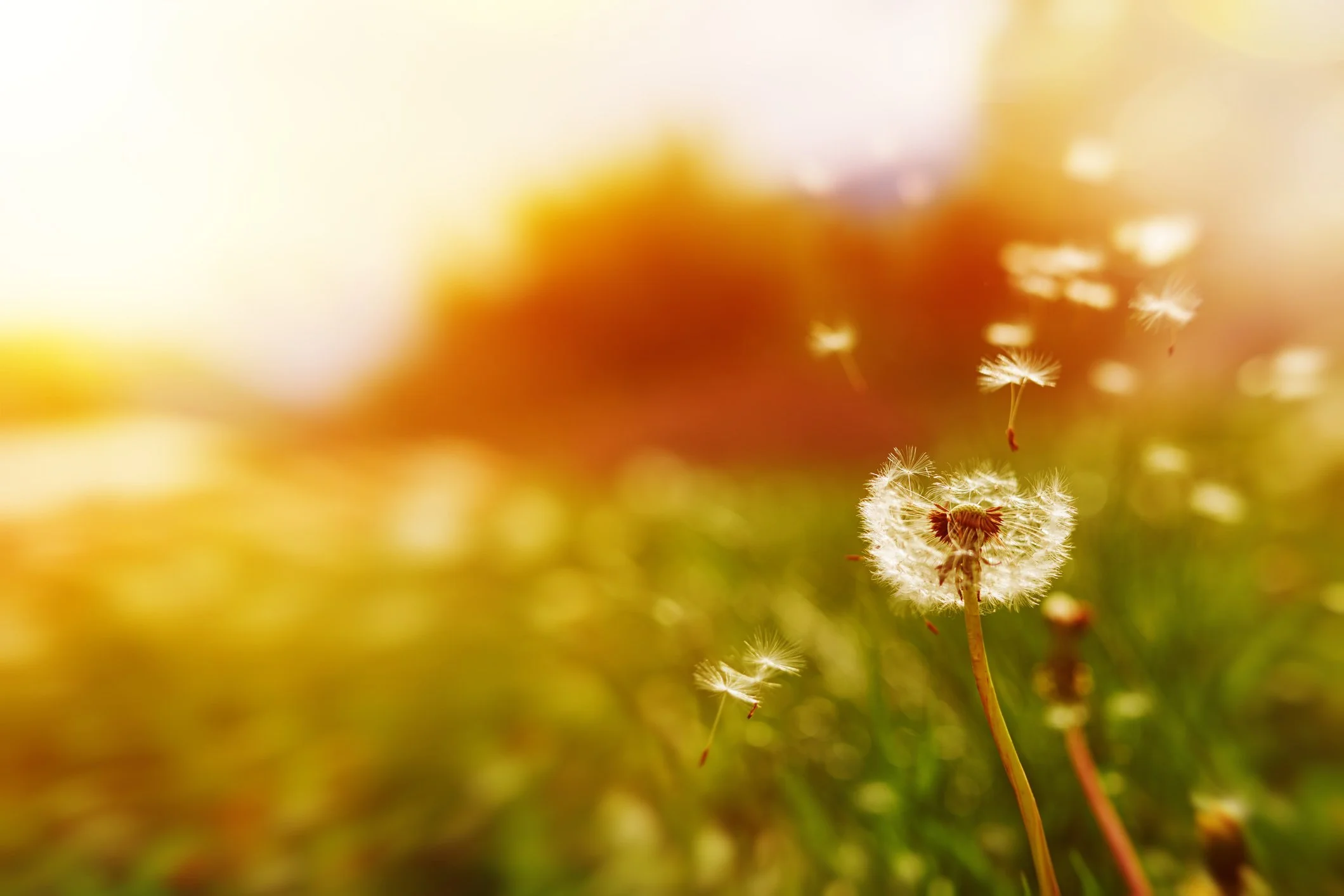 Close-up of a dandelion with seeds dispersing in a sunlit field.