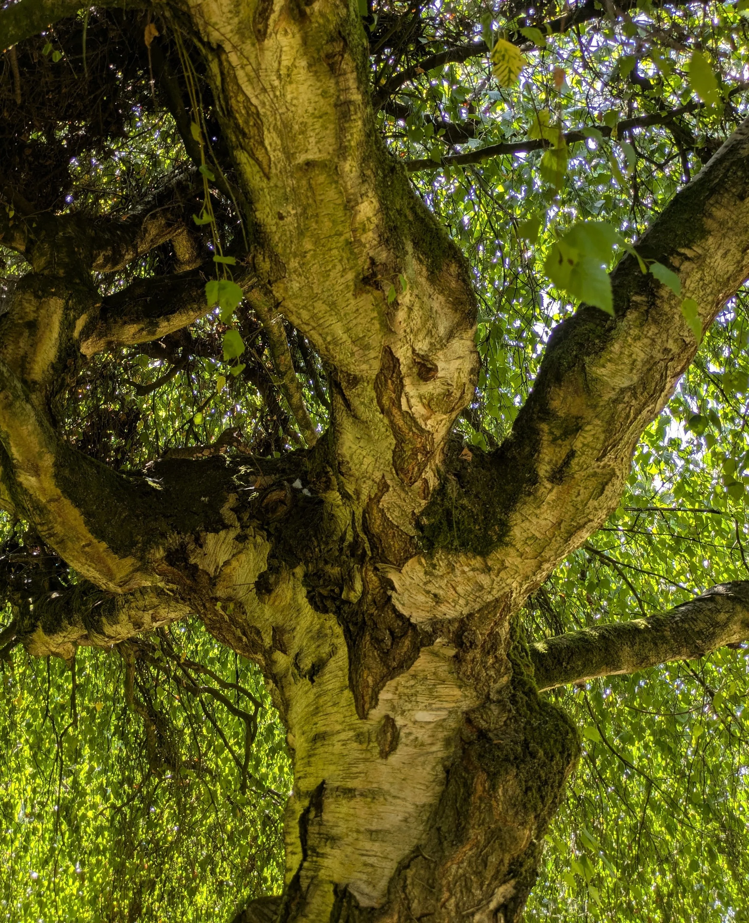Twisted tree trunk and branching limbs surrounded by green leaves and dappled light