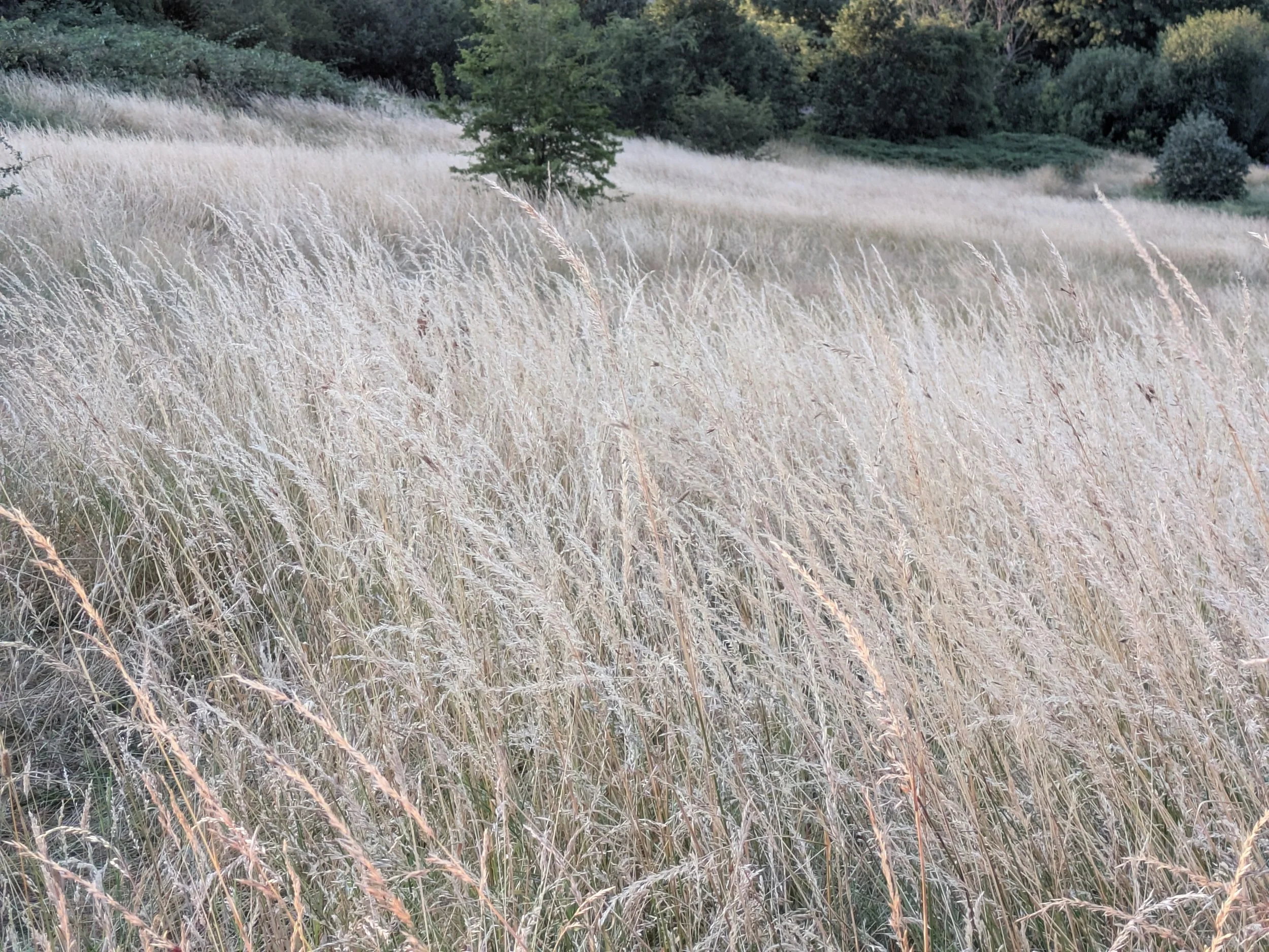 Tall dried meadow grasses bending and crossing in different directions on an overcast day