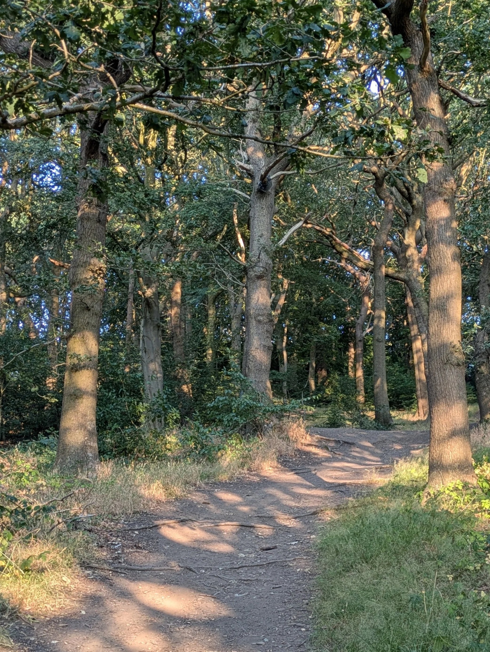 Sunlit woodland path in Longley Wood, suggesting a way through the trees