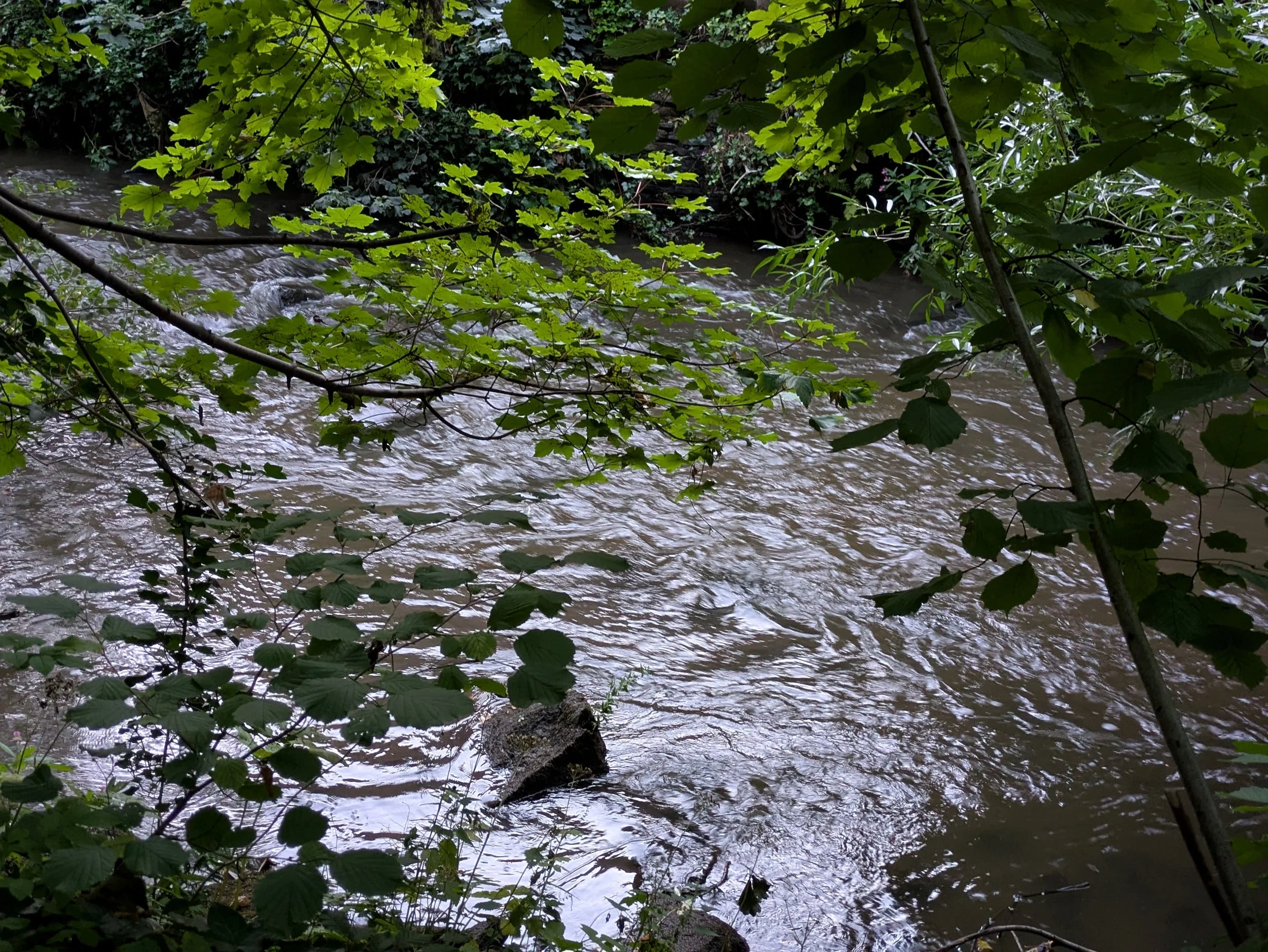 Rushing brown river flowing beneath green leafy branches in a woodland