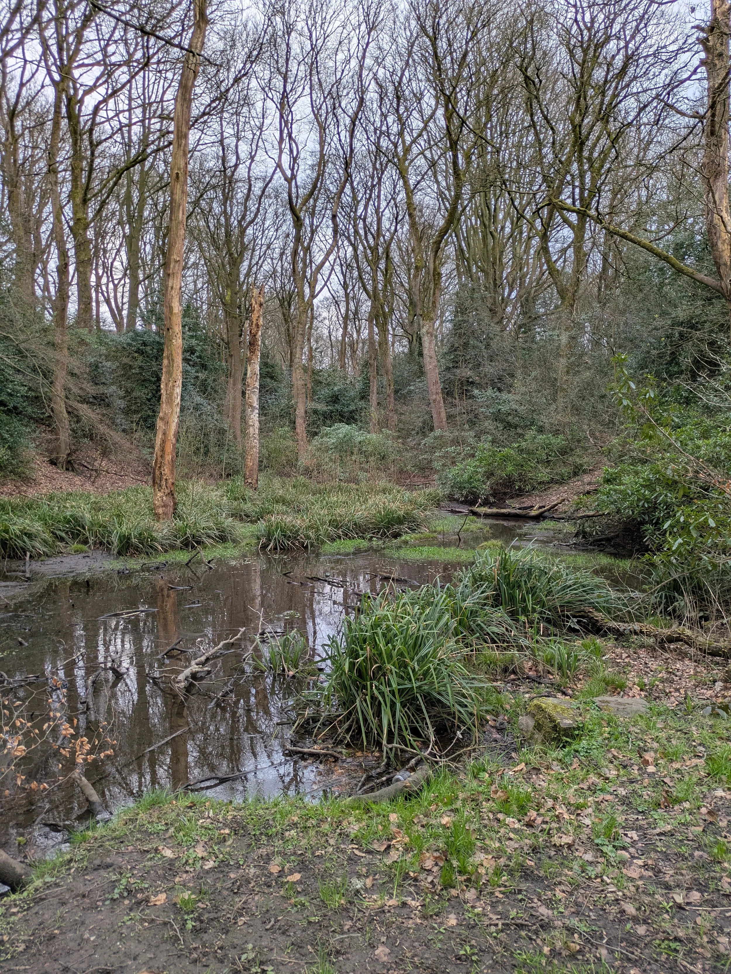 A still woodland pond surrounded by bare trees, grasses and muddy ground