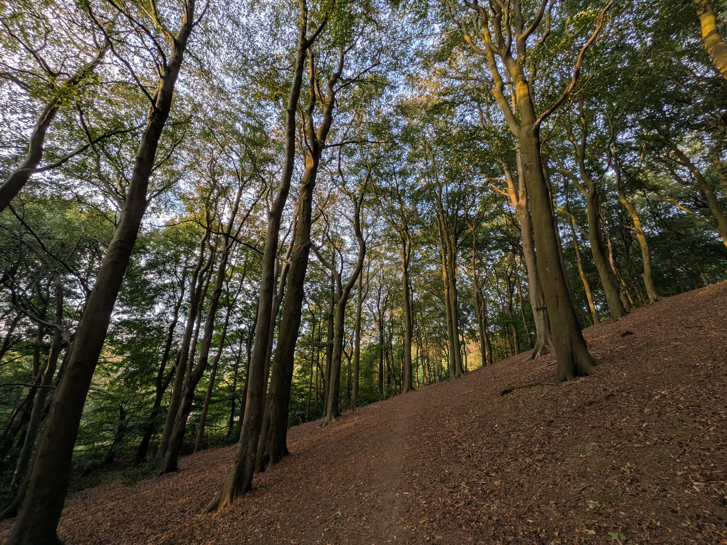 Sunlit woodland on a gently sloping hillside, with tall trees rooted in the leaf-covered ground