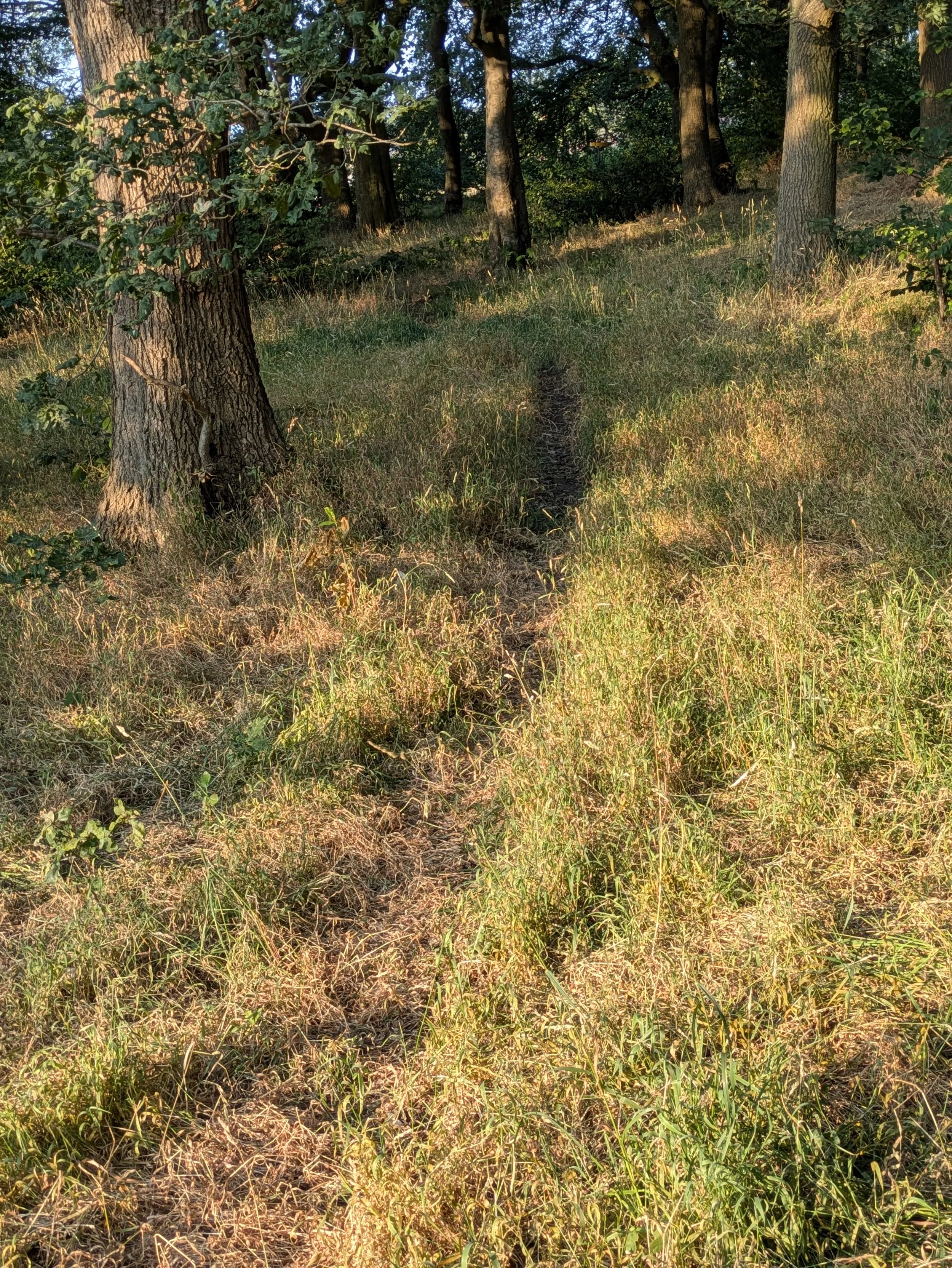 A narrow woodland path winding through sunlit dry grass and trees