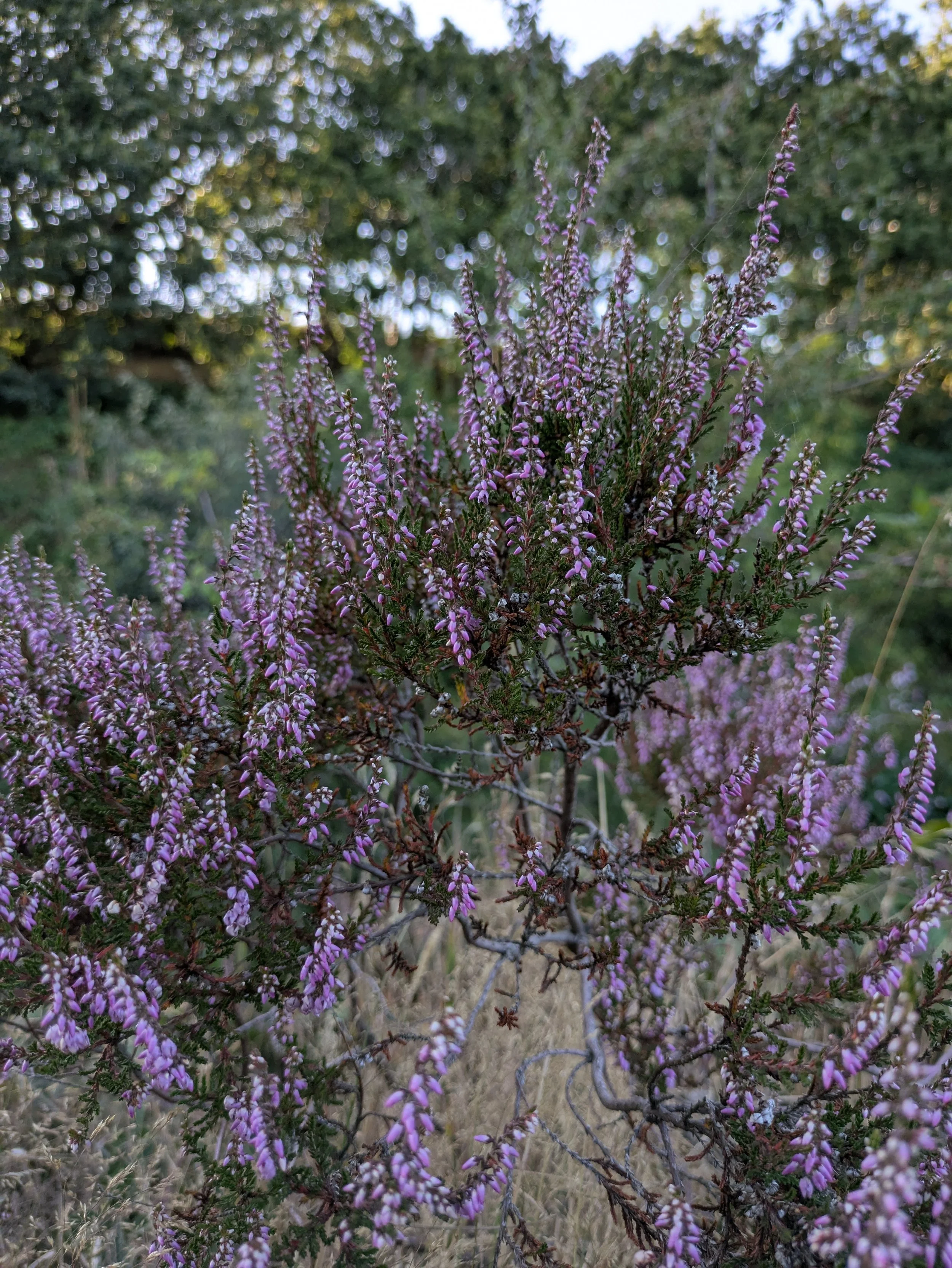 Heather plant on a hillside blurred woodland in the background