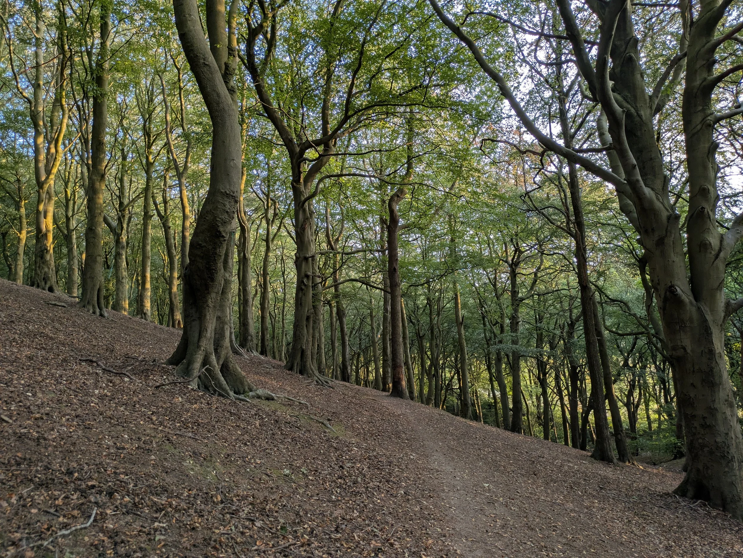 Woodland path under tall trees on a sloping hill. Light shining through parts of the canopy