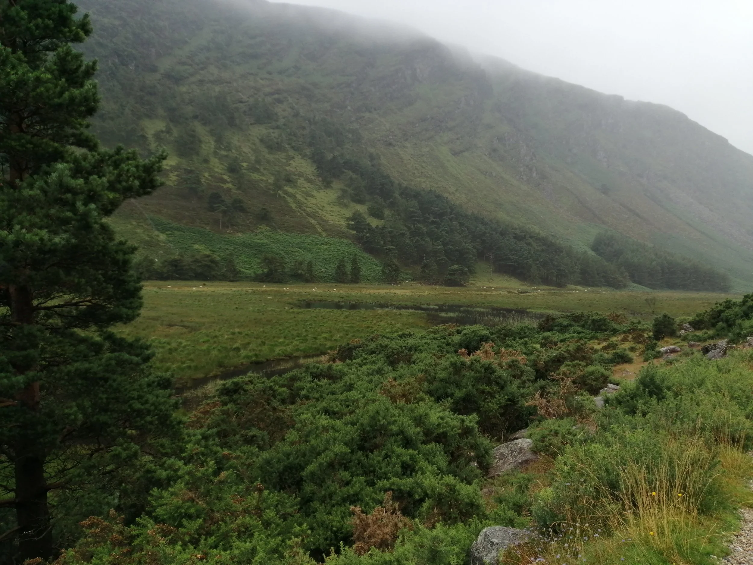 Misty green mountain valley, reflecting the uncertainty and circular thinking described in a Fog Loop