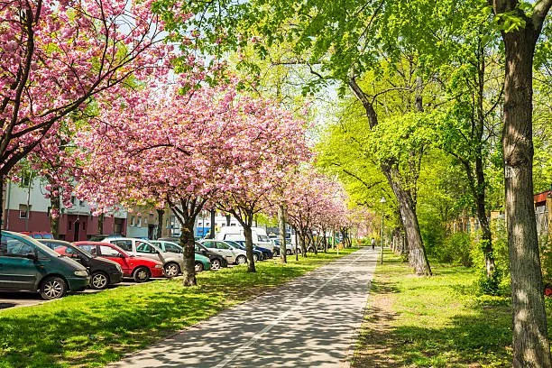 A sidewalk lined with pink blossoming trees on the left and green leafy trees on the right, with parked cars along the street in the background.