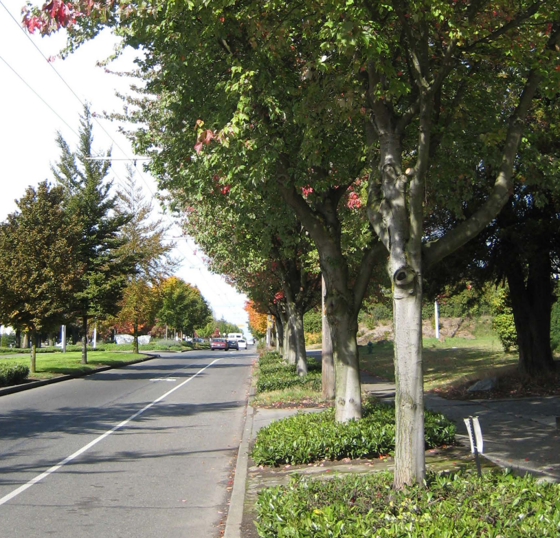 A quiet suburban street lined with trees and parked cars, with a sidewalk on the right and a street with cars in the distance.