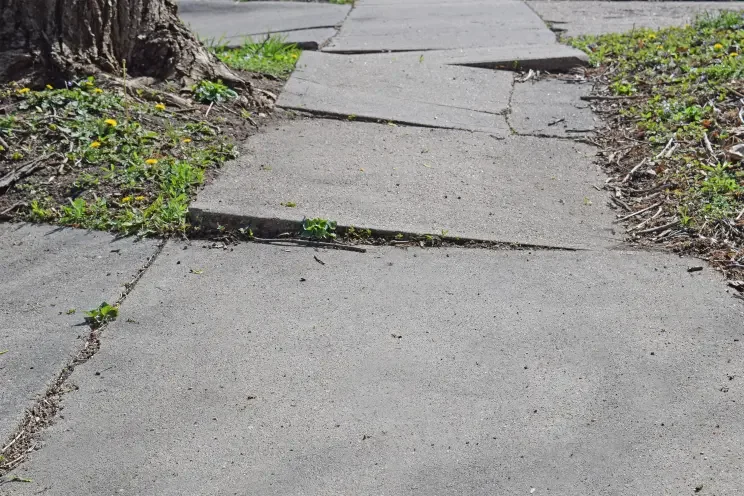 Close-up of a cracked sidewalk with grass and small yellow flowers growing between the concrete slabs.