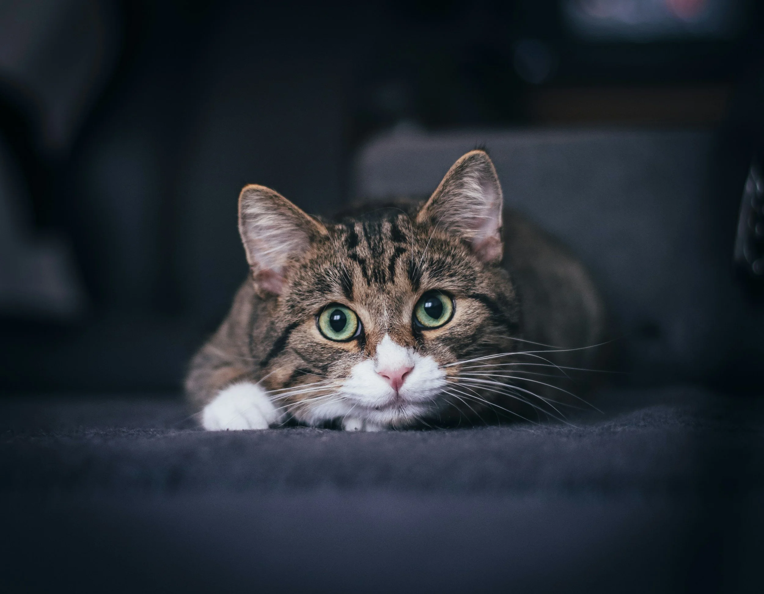 A close-up of a tabby cat with green eyes, lying on the ground and looking directly at the camera, with a dark background.