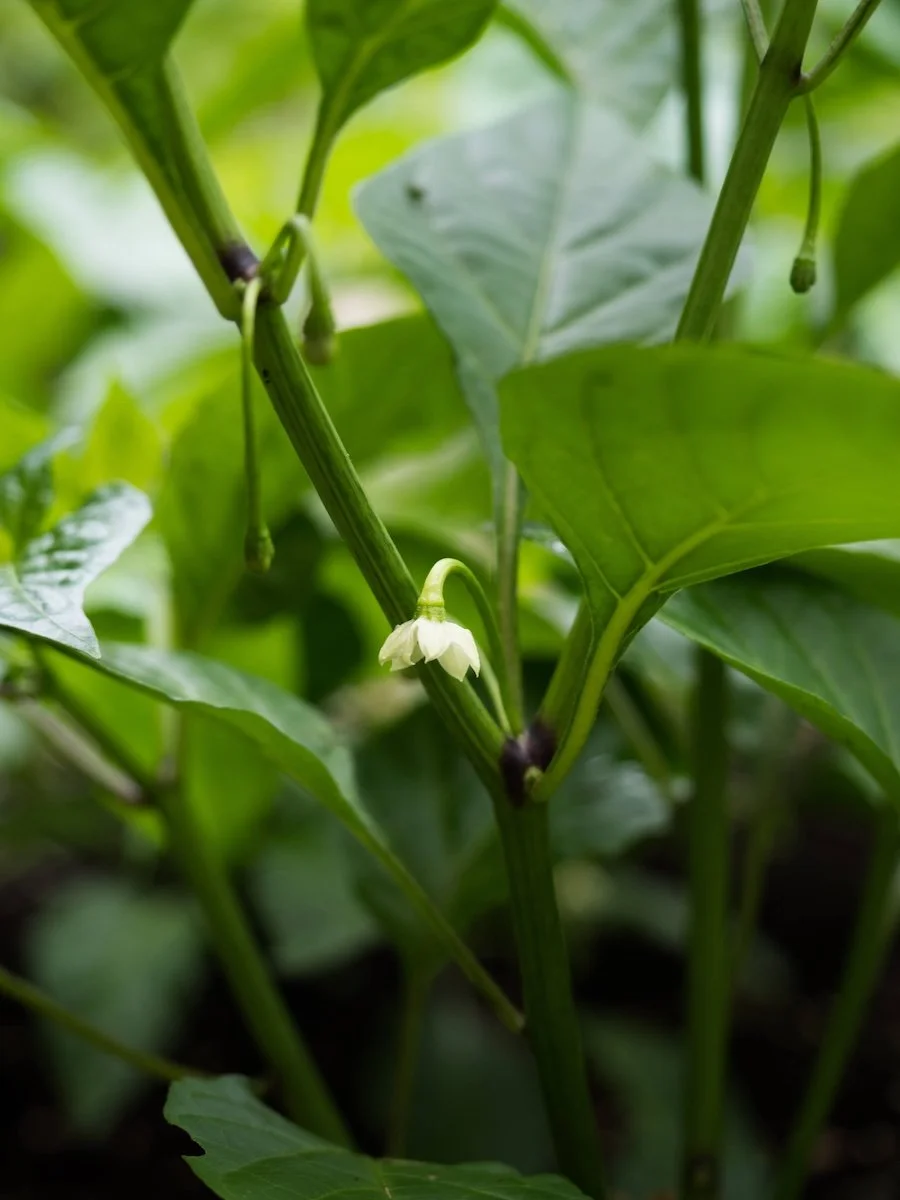 Why a regenerative perspective? 