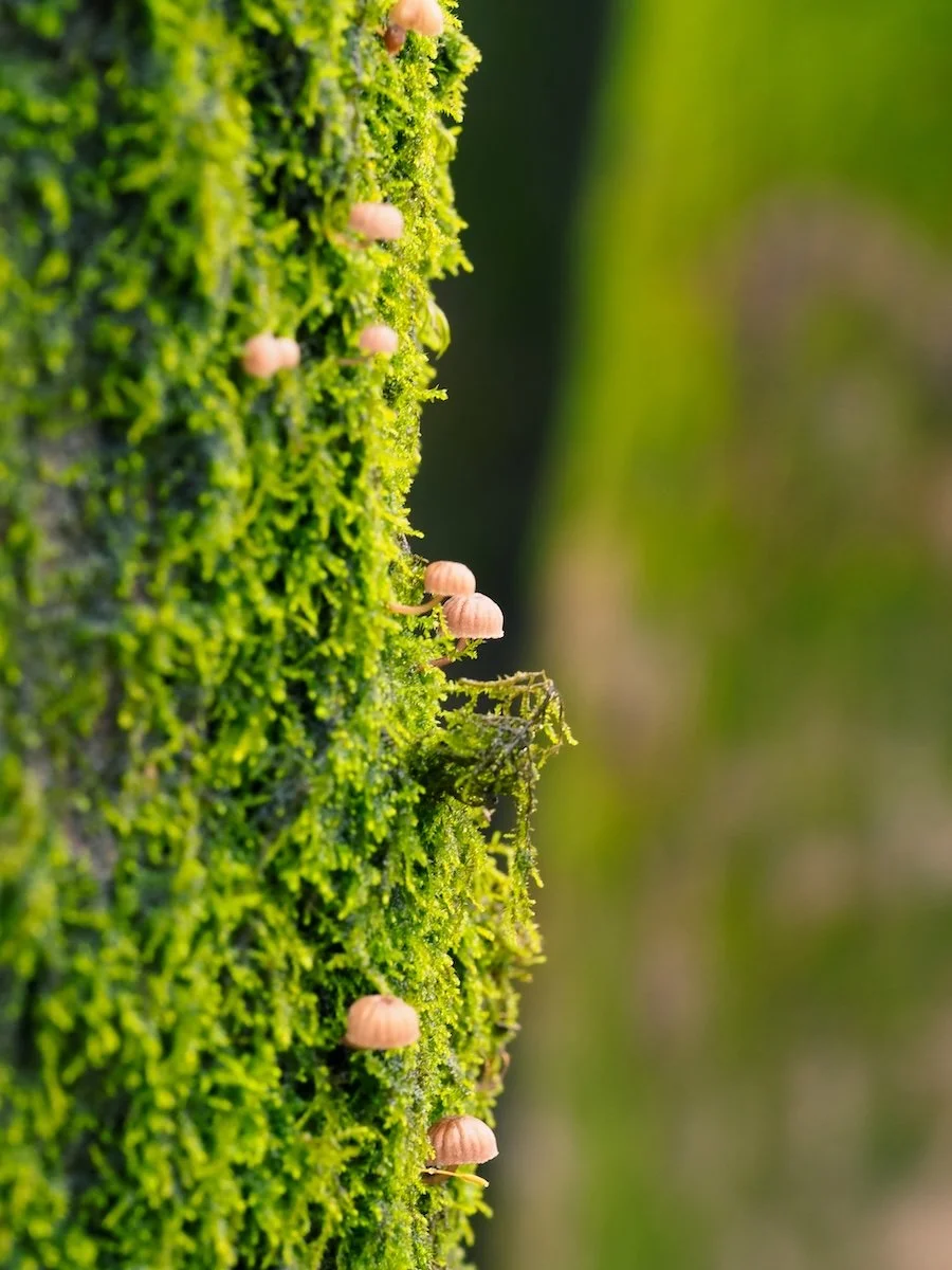 Sustainable by Design