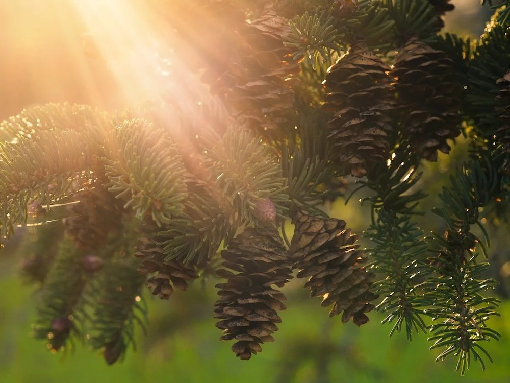 Close-up of pine tree branches with pinecones in sunlight.