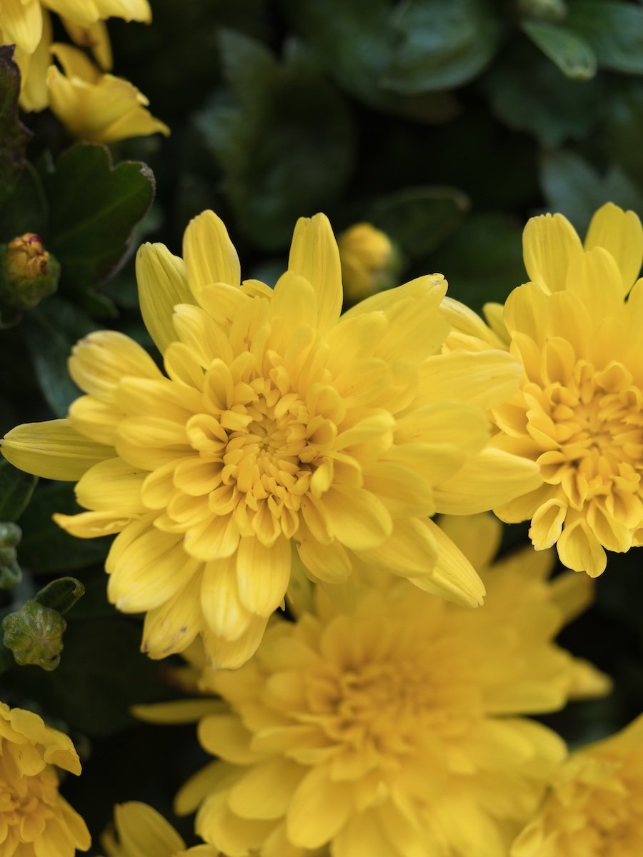 Close-up of bright yellow chrysanthemums blooming amidst dark green leaves.