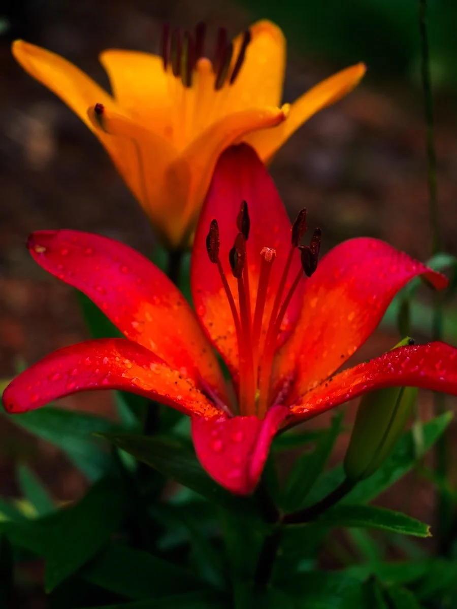 Close-up of two vivid lilies, one orange and one red, with water droplets on their petals.