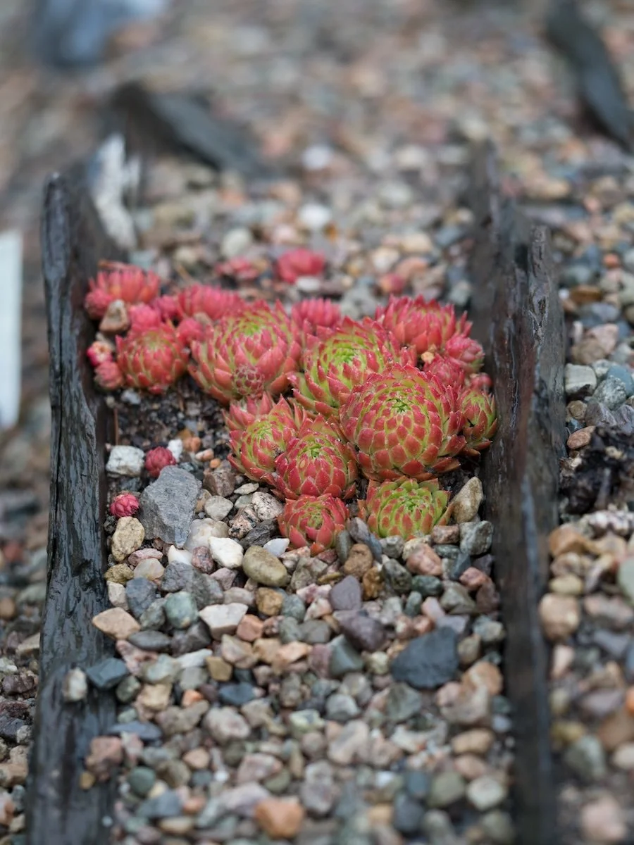 Close-up of a small succulent plant garden with pink and green rosette-shaped succulents growing in a narrow, weathered wooden container amidst small gravel stones.