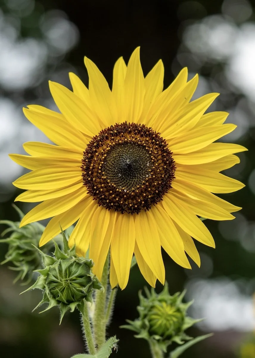 A vibrant yellow sunflower with a dark brown center, surrounded by smaller sunflower buds on green stems.