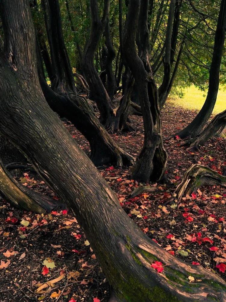 A forest with twisting dark trees and fallen red and yellow leaves on the ground.