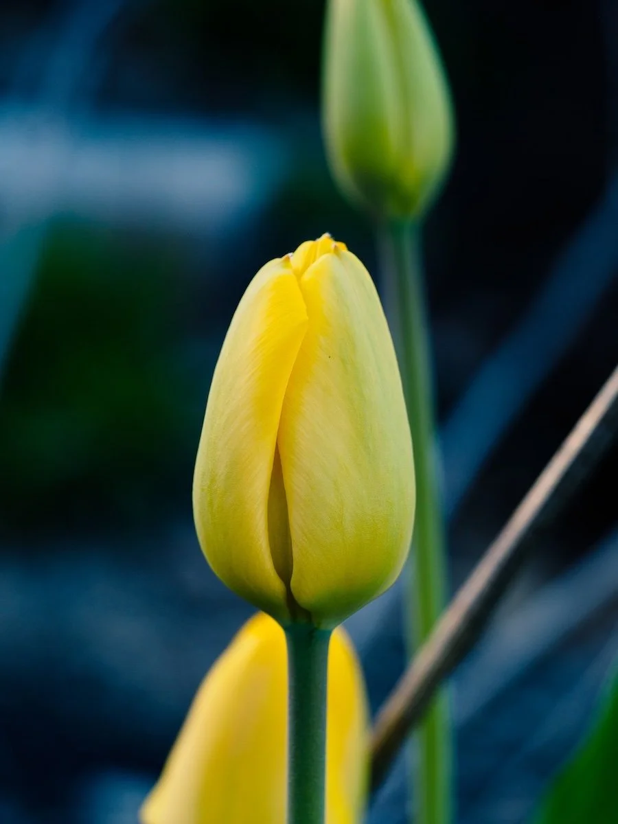 Close-up of a yellow tulip bud with a green stem and a blurred background.
