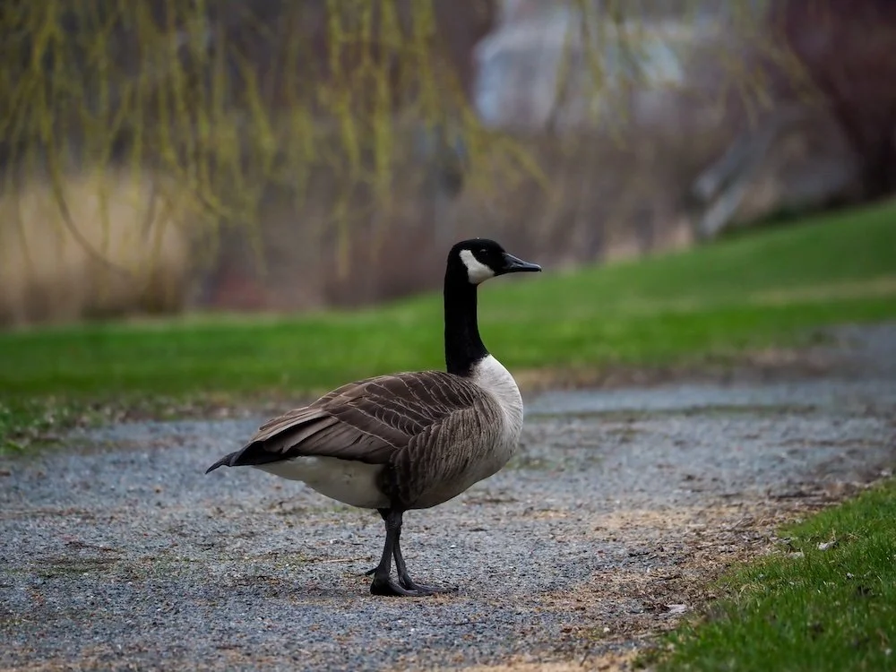 A Canada goose standing on a gravel path next to grass with trees in the background.