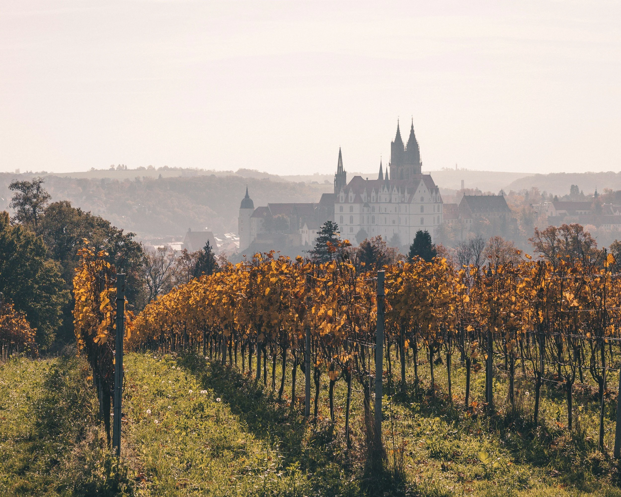 Weinberge mit herbstlichen Laubbäumen, im Hintergrund eine Stadt mit großem weißen Kirchengebäude im mittelalterlichen Stil, umgeben von Hügeln und Nebel.
