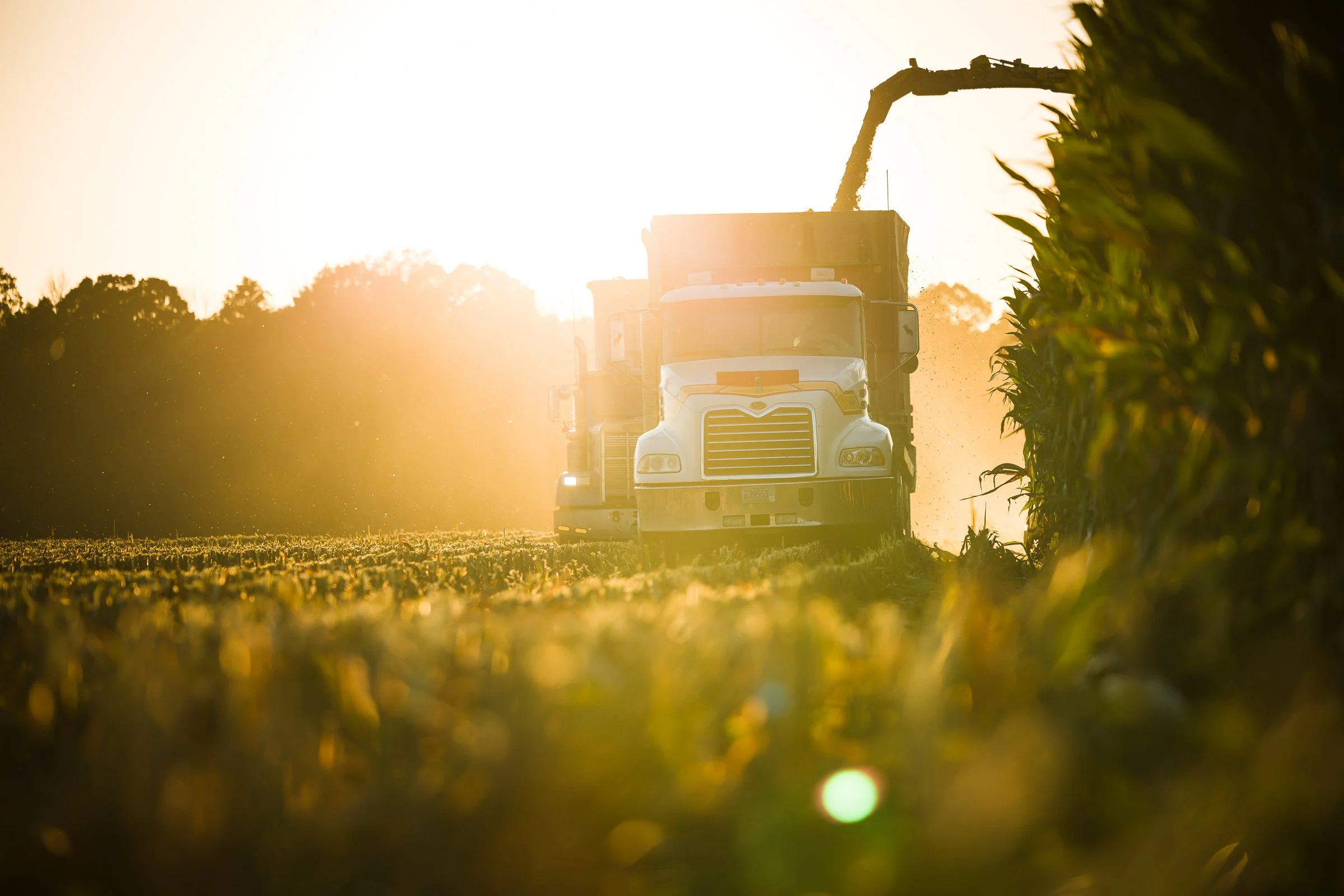A tractor working in a field during sunset, with dust rising from the ground and a row of crops on the right side.
