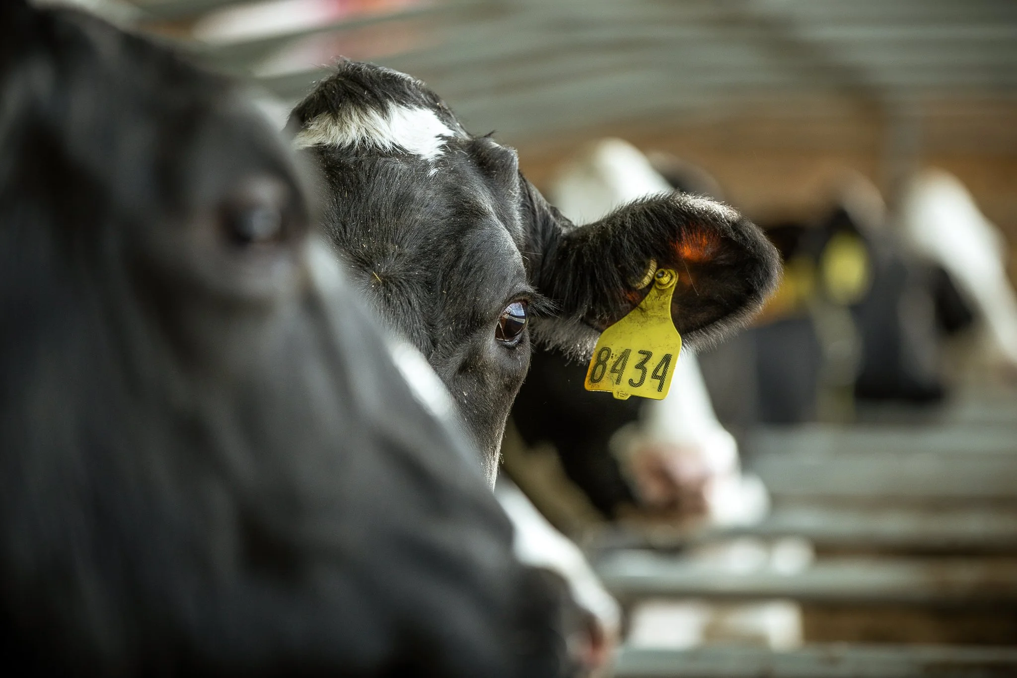 Close-up of a black and white dairy cow with a yellow ear tag numbered 8434, standing in a row with other cows in a farm barn.