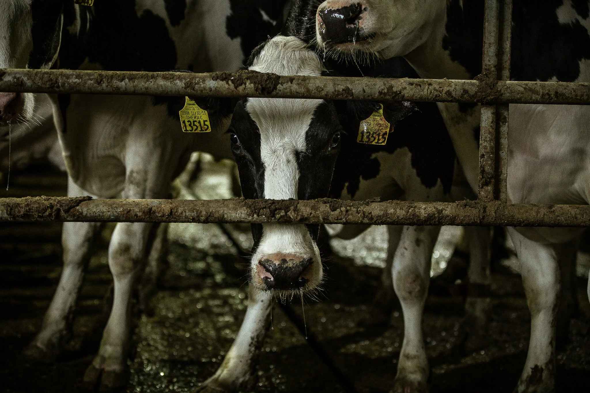 A black and white calf looking through the bars of a cow pen, with other cows in the background.