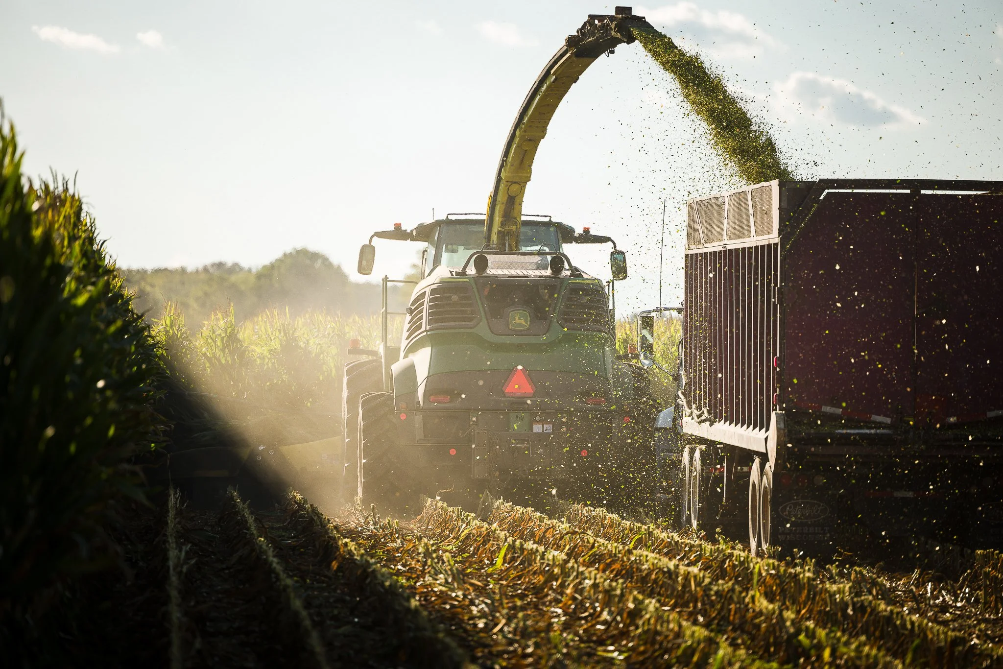 A tractor with a harvesting attachment is collecting crops in a field as green material is expelled into a trailer during sunset.