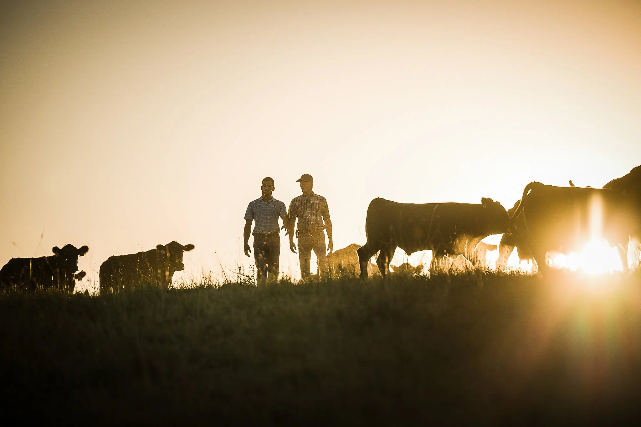 Two people walking with cows on a hill during sunset or sunrise.