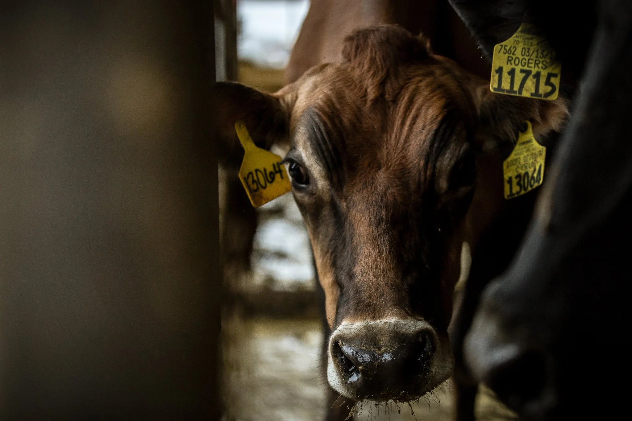 Close-up of a young brown calf with yellow identification tags in both ears, standing in a barn.