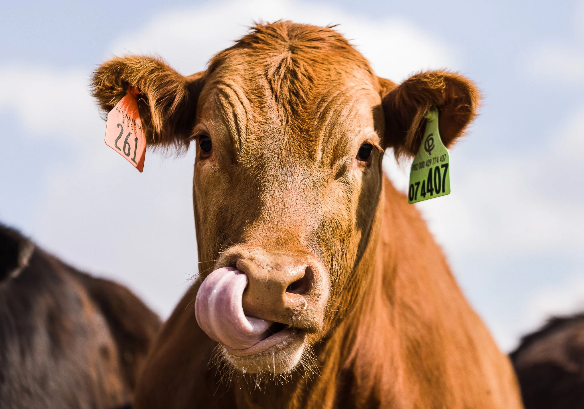 A close-up of a brown cow sticking out its tongue. It has orange and green ear tags, with the orange tag numbered 261 and the green tag displaying the numbers 074407.