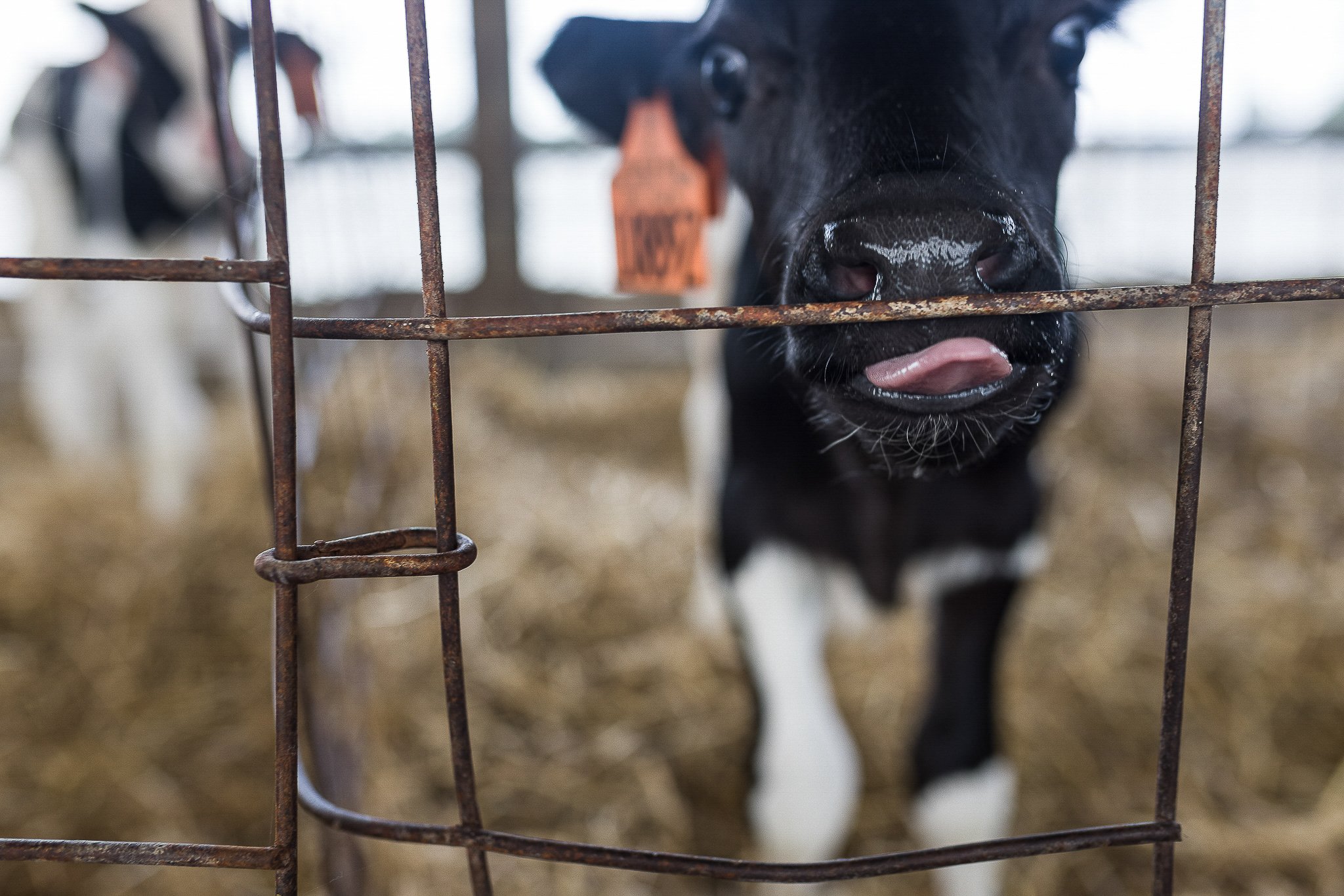 A black and white dog with its tongue sticking out, looking through the bars of a rusty metal kennel.