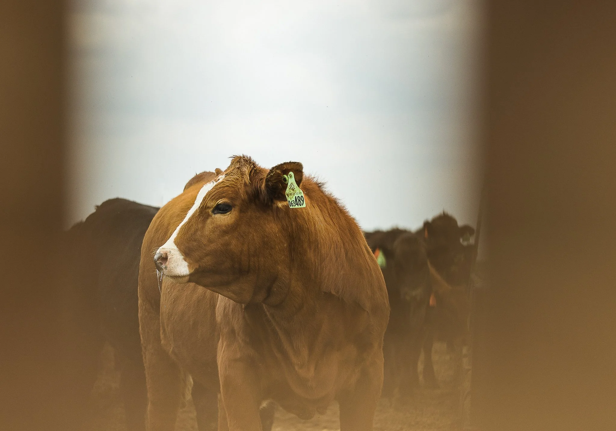 A group of cows in a barn, with a focus on a brown and white cow in the foreground.