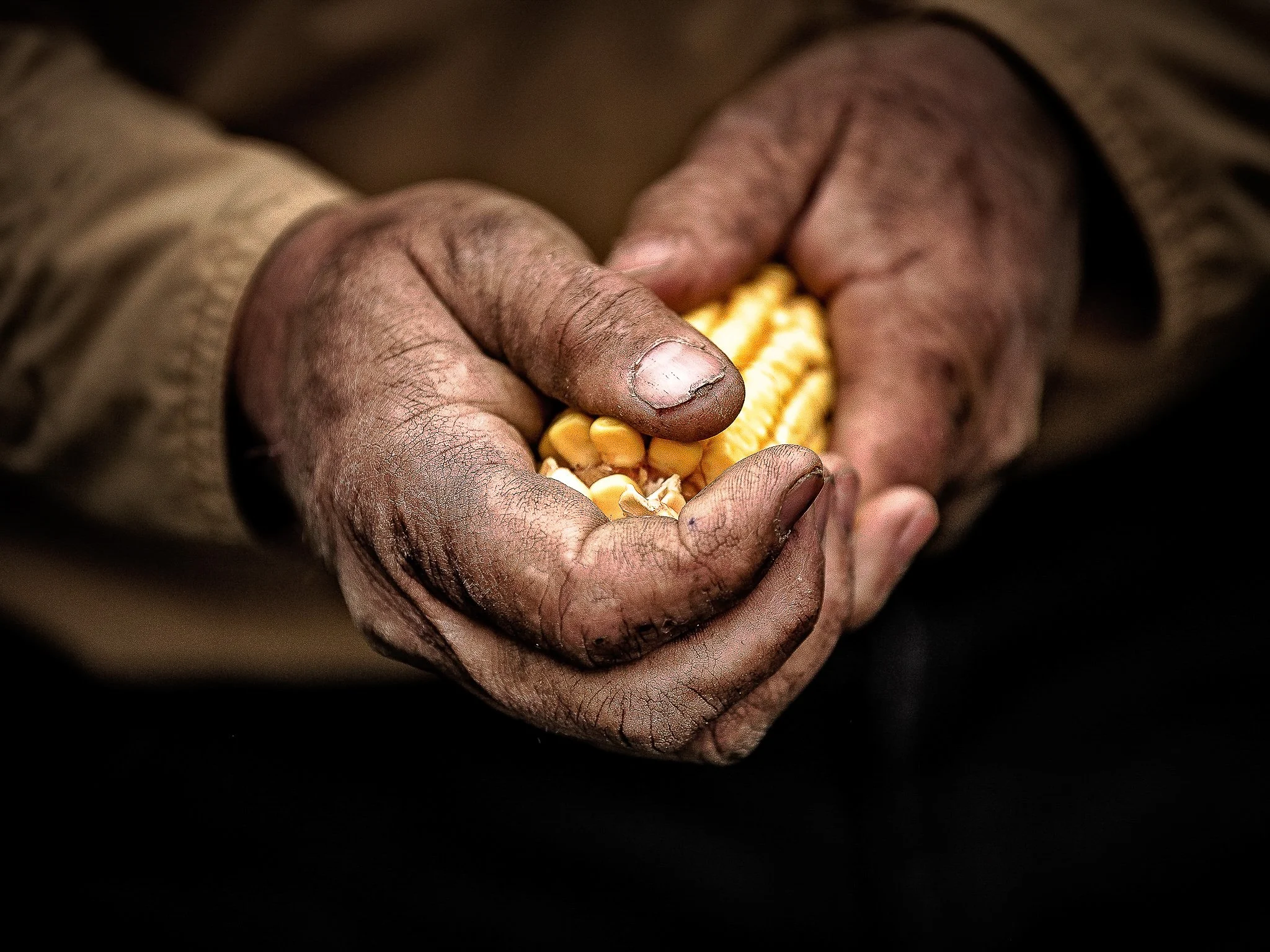 Close-up of dirty, weathered hands holding yellow corn kernels.